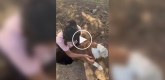 Английский бульдог обожает падать в одну и ту же яму