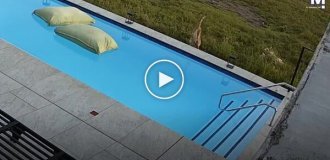 В Южной Африке антилопа совершила отчаянный прыжок к спасению