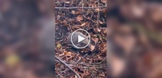 еж готовится к зимней спячке