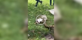 A python stuck on a fence was saved in India
