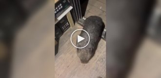 Вомбат обожает обнимашки