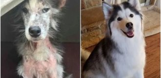 33 фото собак до и после спасения, которые трогают душу (35 фото)