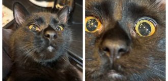 Кошка с редкой врождённой особенностью глаз (4 фото)