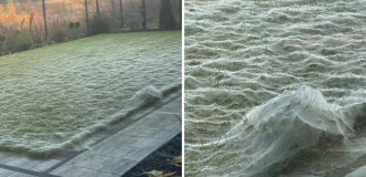 Паучий остров: километры паутины превратили эту землю в фильм ужасов (11 фото)