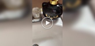 Милый подарок для юных любителей кошек