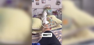 Будни хомяков