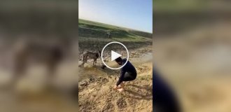 Чоловік врятував лоша, що застрягло в бруді