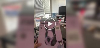 The cat didn't like the headphones with ears