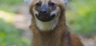 Гуара — самый забавный и несуразный волк (3 фото)