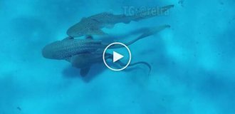 Групповой секс трех акул попал на видео