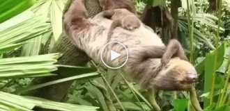 Ленивец отдыхает в обратной планке