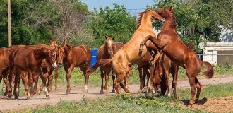 Ієрархія коней: жорсткі закони табуна та тиранія альфи (10 фото)