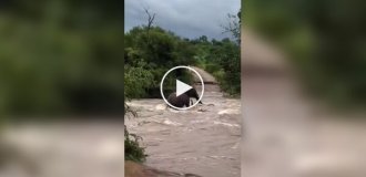 Мощные наводнения в ЮАР: мать-слониха героически спасла детеныша из бурной реки