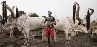 Watussi: why do these African cows have such huge horns? (10 photos)