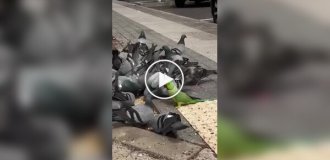 Свій серед чужих