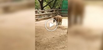 Baby elephant tries to subdue his trunk