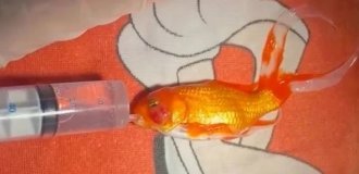 A 17-Year-Old Goldfish with a Malignant Tumor Was Operated on in Ireland Under Anesthesia and Mechanical Ventilation (3 photos)