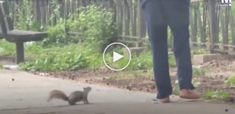Белка настойчиво гналась за женщиной, у которой в руках была пицца
