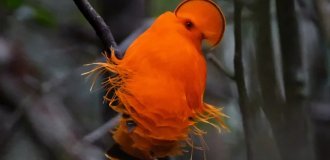 Гвианский петушок: птица, у которой нет лица. Вместо него — оранжевый диск (6 фото)