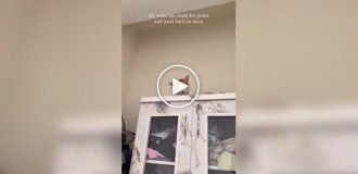A cat said something important