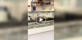 Pigeons enjoyed toppings in a pizzeria