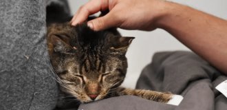 The cat was “forgotten” for five weeks in a closed store: how she managed to survive (3 photos + 1 video)