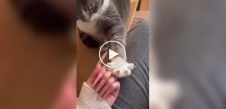 Кошка пытается научить хозяйку правильно прятать когти