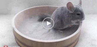 Шиншила купається