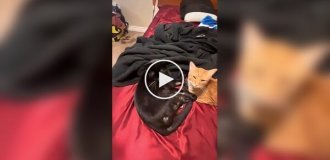 Когда живешь с черной кошкой