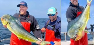 A large dorado: a fish with an unusual appearance and a terrible character (5 photos)