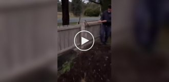 An unsuccessful day in the life of a kangaroo