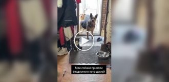 Пси привели додому бездомного кота