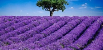 Самые красивые цветочные плантации и парки мира (5 фото)