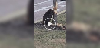 In Illinois A beaver was spotted "working" near the roadway.