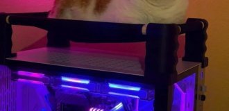 Gamer Asks Social Media How to Keep His Cat Off His PC Tower (9 Photos)