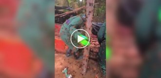 Liquidation of a hornet's nest in China