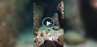 Как же мало нам известно об осминогах