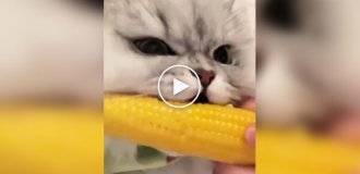 Пушистый любитель кукурузы