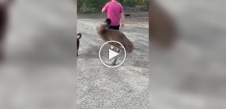 Из жизни эму