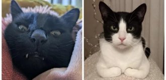 25 прикладів ідеальних котячих планів та бажань (26 фото)