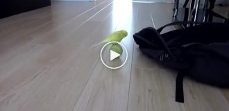 Попугай и теннисный мяч