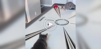 Cats appreciated the air hockey table