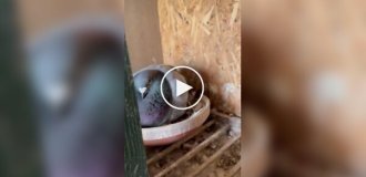 Пушистые птенцы голубя