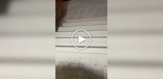 Порой польский язык понятен без перевода