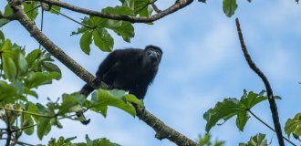 In Mexico, howler monkeys drop dead due to extreme heat (5 photos)