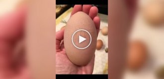 Гигантское куриное яйцо