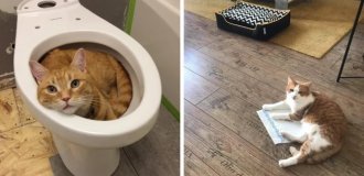 20 Photos of Nasty Cats That Will Sleep Anywhere But on Specially Purchased Beds (21 photos)