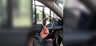 A woman taught a bird to bring her money