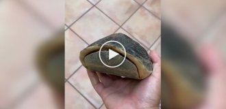 Необычный черепаший панцирь