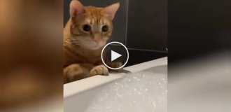 Кота зацікавила піна для ванни